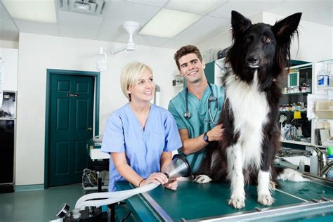 Passionné Des Animaux Lauxiliaire Vétérinaire Assiste Le Vétérinaire