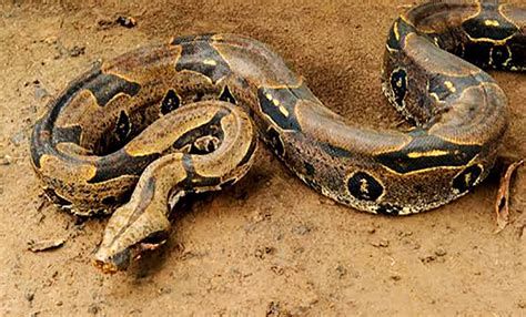 Morador Leva Grande Susto Ao Encontrar Serpente Embaixo De Cama Em Alta