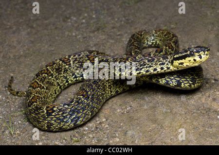 RED SPOTTED PIT VIPER. Trimeresurus jerdonii. Venomous. Jerdon's viper Stock Photo - Alamy