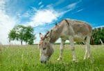 Famous Donkey Names: List of 60+ Famous Names for a Pet Donkey