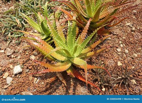 Aloe Dorotheae Sunset Aloe Es Un Suculento Eyecatching Que Forma