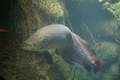 Os Maiores Peixes De Gua Doce Do Brasil Vida De Bicho Comportamento