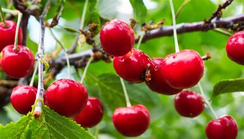 Rama de cerezas rojas maduras en un árbol en un jardín Cerezas rojos