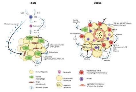 Innate Immune Cells In The Adipose Tissue In Health And Metabolic