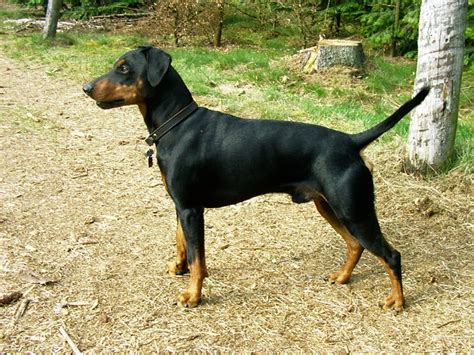 German Pinscher Breed Guide - Learn about the German Pinscher.