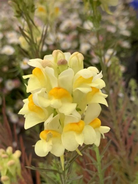 Linaria vulgaris - D'arcy and Everest