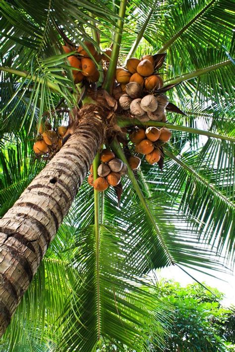 Rbol De Coco Variedad Enana En La Plantaci N Foto De Archivo Imagen