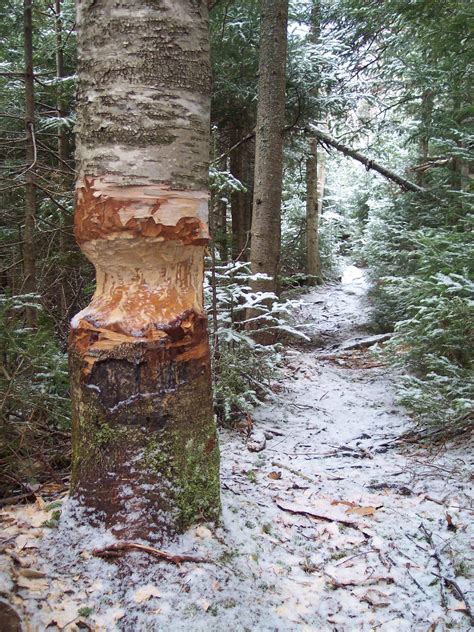 Hurricane Mountain Wilderness Adirondack Wilderness Advocates