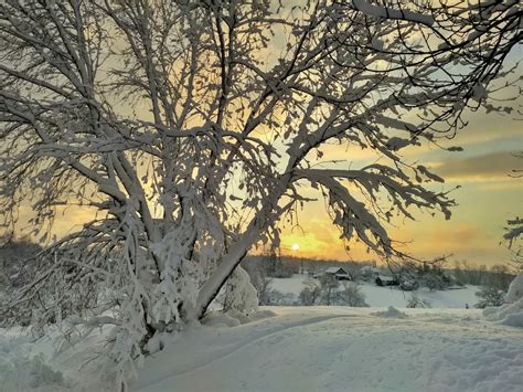 Sunset of goldens | Smithsonian Photo Contest | Smithsonian Magazine