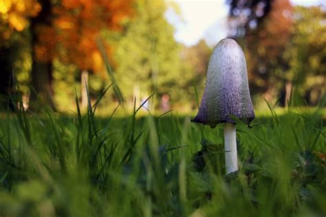 Why Are Mushrooms Growing In My Yard JHC Landscaping