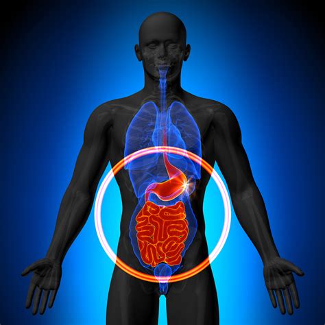 The Gut And Brain Connection Medical Articles By Dr Ray