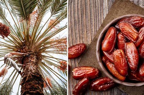 Sweet Treasures Of Saudi Arabia Exploring World Of Saudi Dates Leaders