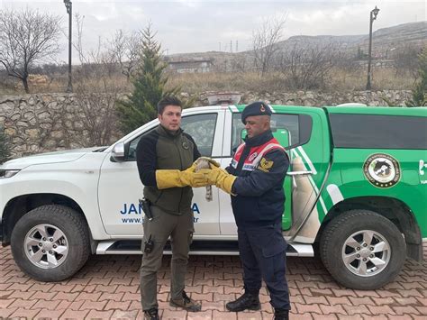 Malatya da yaralı atmaca tedavi altına alındı Son Dakika