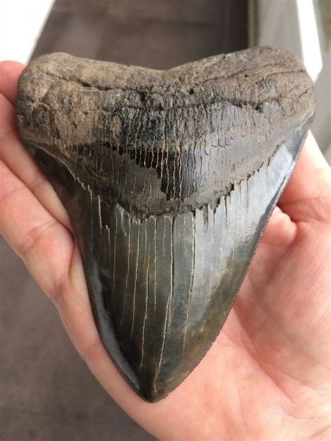 Megalodon Facts Habitat Diet Fossils Pictures