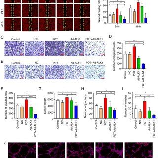 Effects Of Low Dose Pdt On The Viability And Proliferation Of Hu