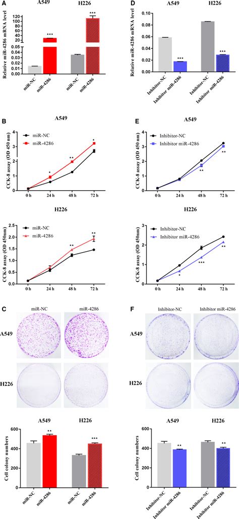 Overexpression Of Mir‐4286 Promotes Nsclc Cell Proliferation Download Scientific Diagram