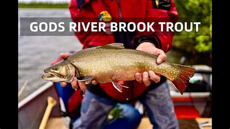 Gods River Brook Trout YouTube