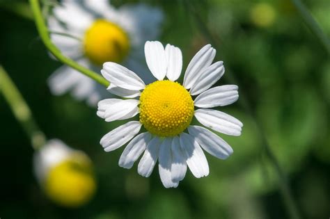 Prava Kamilica Matricaria Chamomilla Plantea