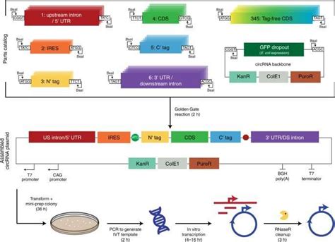 Engineering Circular Ribonucleic Acids CircRNAs For Improved Protein