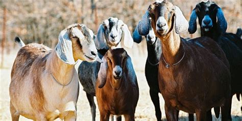 Cornell Cooperative Extension Famacha Certification Goats And Sheep