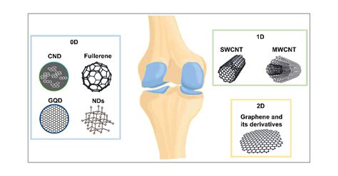 Carbon Based Nanomaterials For Bone And Cartilage Regeneration A