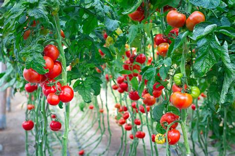 Scientists Discover How Tomato Ripening Can Be Slowed Down And Sped Up