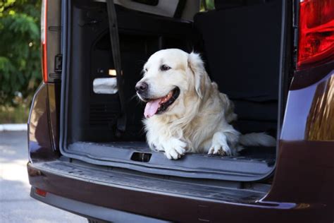 Se Puede Llevar Al Perro En El Maletero