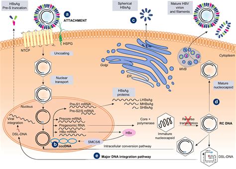 The Role Of Quantitative Hepatitis B Surface Antigen Revisited