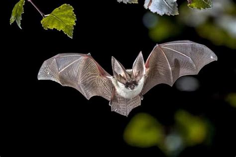 African Bats Facts Best Wildlife Facts Tourism Facts