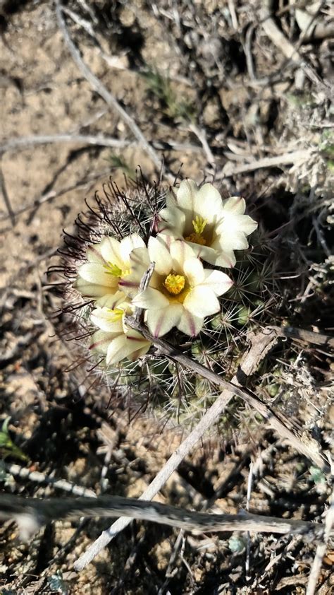 white cactus flowers free image | Peakpx