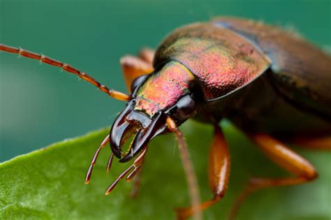 Shiny Beetle Chlaenius Emarginatus Bugguidenet