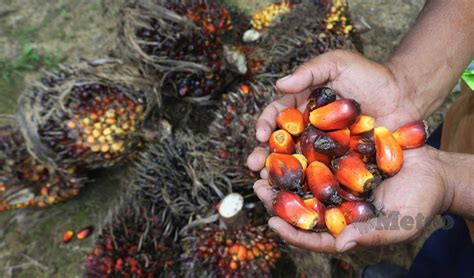 Mpob Unjur Harga Minyak Sawit Cecah Rm Satu Tan Klse Screener