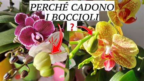 Perché Cadono I Boccioli Alle Orchidee YouTube