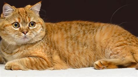 Golden British Shorthairs All About These Gentle Giants