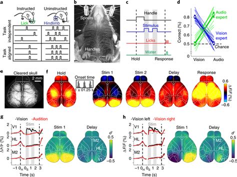 Widefield Calcium Imaging During Auditory And Visual Decision Making A