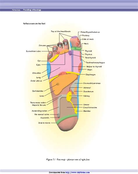 Reflexology Chart 1 - PDFSimpli