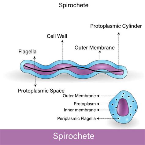 10+ Spirochete Stock Photos, Pictures & Royalty-Free Images - iStock