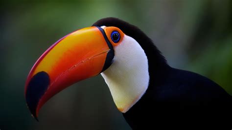 Toucan Wallpapers - Top Free Toucan Backgrounds - WallpaperAccess