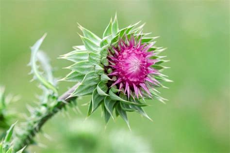 How To Plant And Grow Milk Thistle