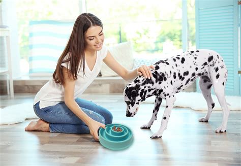 How To Keep Your Dog Happy And Healthy Mr Ros Health News For You