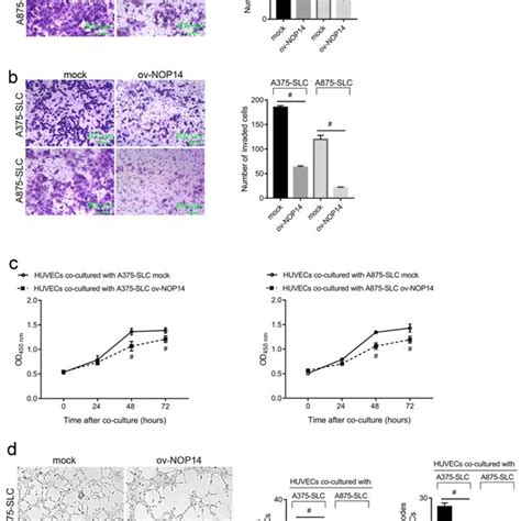 Nop Overexpression Suppressed The Migration Invasion And