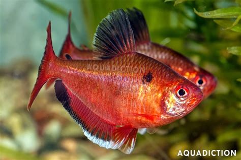 Serpae Tetra Hyphessobrycon Eques Fish Profile Care Guide