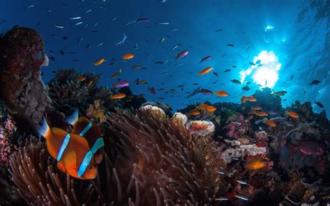 Great Barrier Reef H Chste Wassertemperaturen Seit Jahren