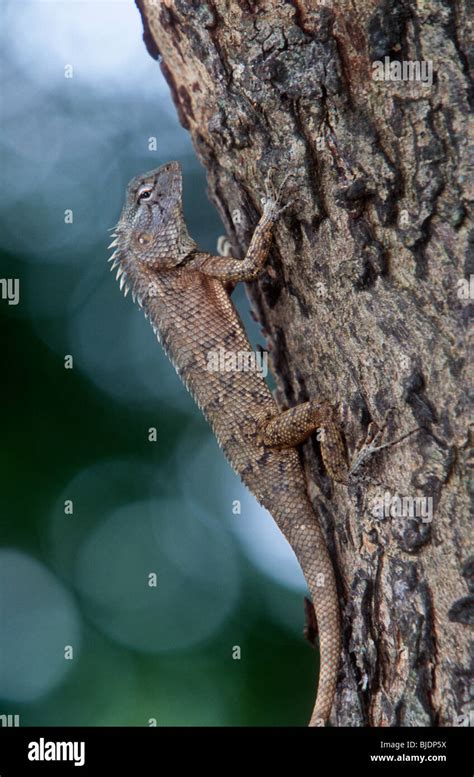 Blood Sucker Lizard Hi Res Stock Photography And Images Alamy