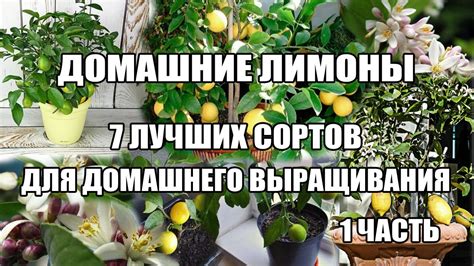Топ Домашний лимон.7 лучших сортов лимонов в домашних условиях.Часть1 ...