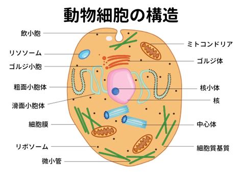 細胞小器官 最もわかりやすい生物学用語辞典 生物学日誌