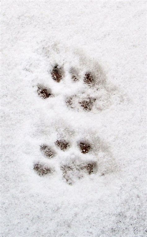 Cat Paw Prints in Snow