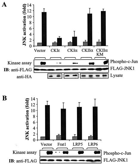 Axin Activation Of JNK Is Inhibited By CKI And CKI But Not By CKII