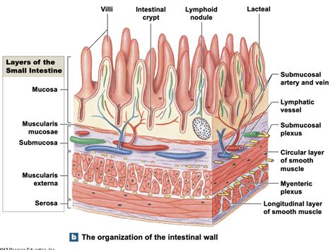 Structures Of The Intestinal Wall Diagram Quizlet