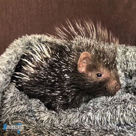 Joburg Wildlife Vet Helped Porcupine, She is Close to Freedom